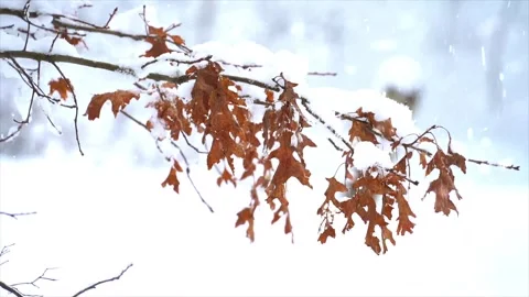 Autumn Leaves in Forest Getting Covered by First Snowfall Stock Footage 330281189