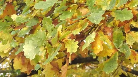 Autumn Leaves in Forest Getting Covered by First Snowfall Stock Footage 330281453