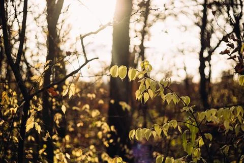 Autumn leaves in the forest Stock Photos
