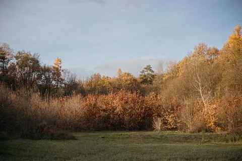 Autumn leaves in the forest Stock Photos