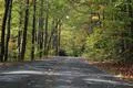 autumn leaves forest road 사진