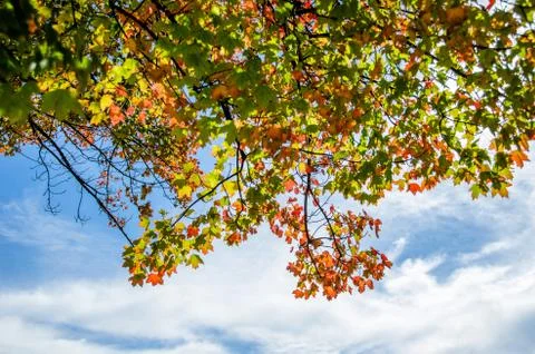 Autumn Leaves in Front of a Blue Sky with Clouds Stock Photos