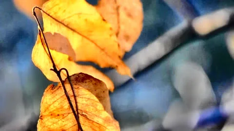 Autumn Leaves Gently Moving In The Wind Stock Footage 24247429