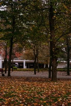 Autumn Leaves on the Grass - Cold Day at the Park - Porto, Portugal. Stock Photos