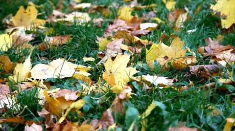 Autumn leaves on grass Stock Footage 68590669