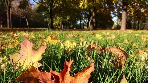 Autumn leaves on the grass Stock Footage 102803866