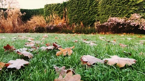 Autumn leaves on the grass Video stock 122823167