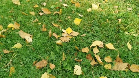 Autumn leaves on grass Stock-Footage 142865224