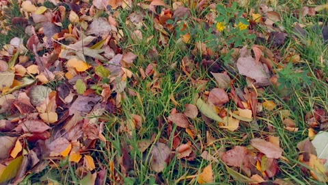 Autumn leaves on the grass Stock-Footage 218639648