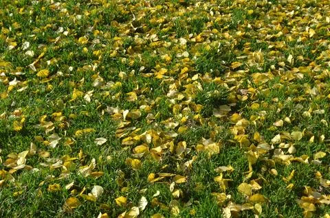 Autumn leaves on green grass Foto stock