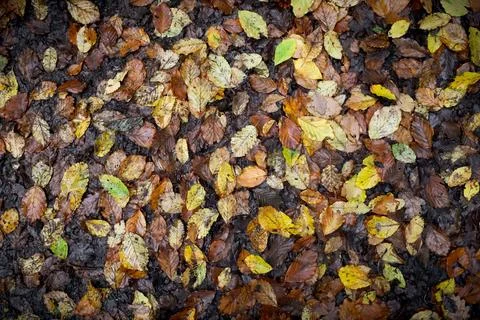 Autumn leaves on ground, fallen leaf pattern or background, UK Foto stock