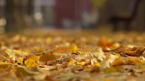 Autumn Leaves on ground Focus Pull Stock Footage 56732750