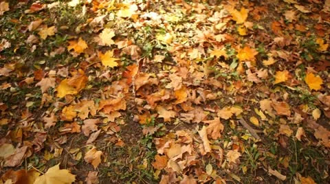 Autumn leaves on the ground Vídeos de archivo 12376235