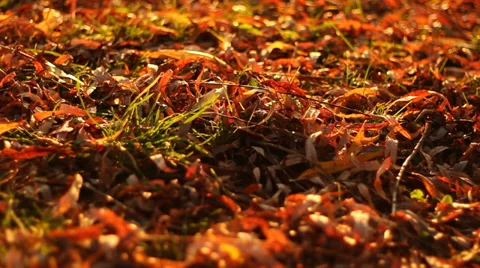 Autumn. leaves on the ground Stock Footage 33008104