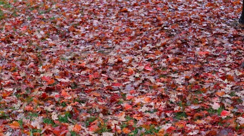 Autumn Leaves on Ground Stock Footage 35721980