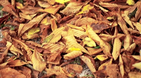 Autumn leaves on the ground Video stock 41798016