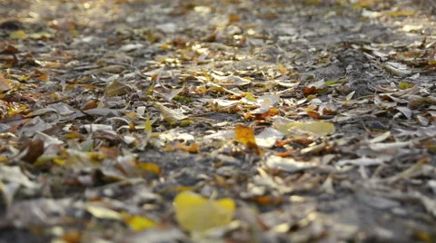 Autumn leaves on the ground Stock Footage 56802839