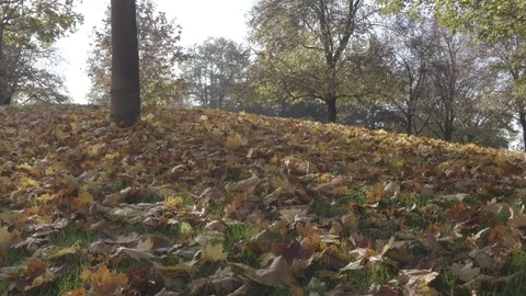 Autumn leaves on ground Stock Footage 70656126