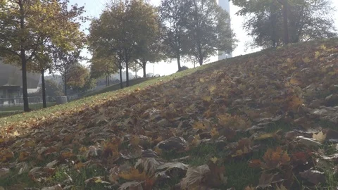 Autumn leaves on ground Stock Footage 70656456