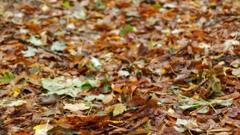 Autumn leaves on the ground Vidéo 84771780