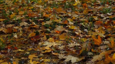Autumn leaves on the ground 库存影片 84772010