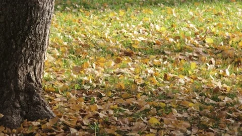 Autumn leaves on the ground 库存影片 142408714