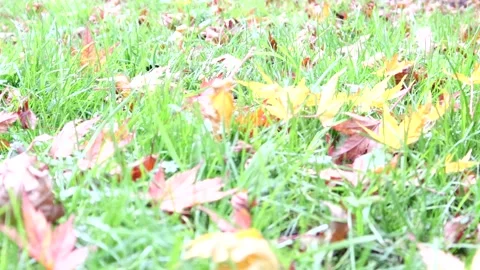 Autumn Leaves On The Ground Stock-Footage 143397138