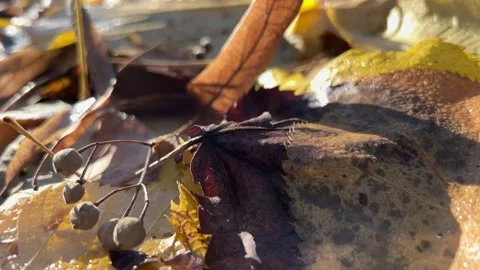 Autumn leaves on the ground Stock Footage 223597652