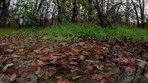 Autumn leaves on the ground Stock Footage 227345579