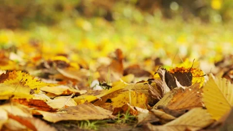 Autumn leaves on the ground Stock Footage 301183267
