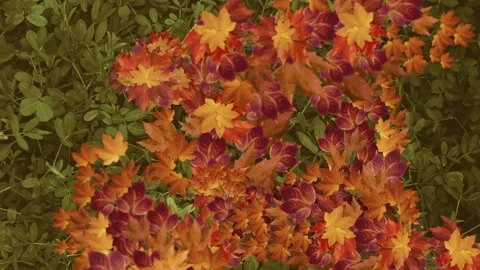 Autumn leaves on the ground in a forest. Stock Footage 319875441