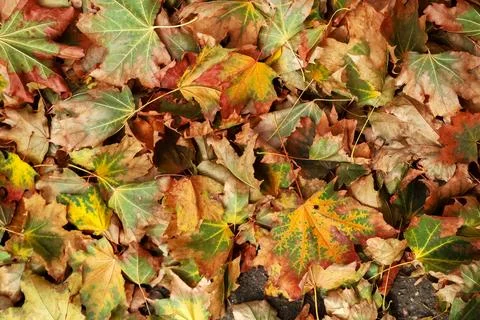 Autumn leaves on ground in park, top view Stock Photos