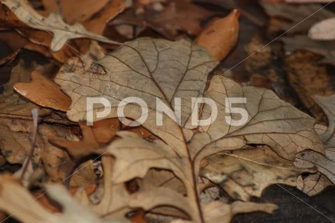 Autumn leaves on ground Stock Photos