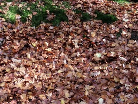 Autumn leaves on ground 스톡 사진