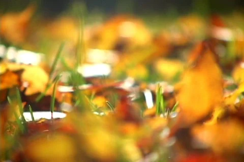 Autumn leaves on a ground selective focus Stock Footage 719260