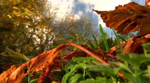 Autumn leaves on the ground, Shropshire Video stock 12521853