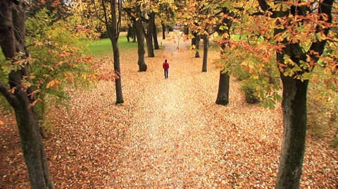 Autumn leaves grove park fall Stock Footage 24924170