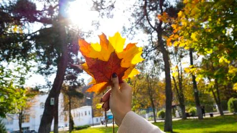 Autumn leaves in hand on a background of the sun Stock Photos