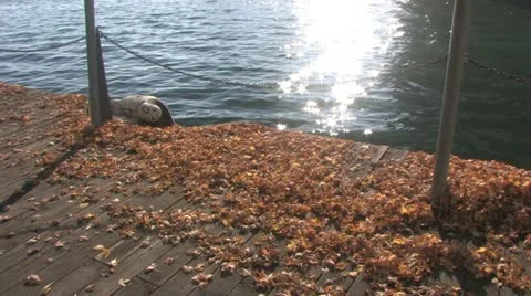 Autumn leaves at the harborfront Stock Footage 21770145