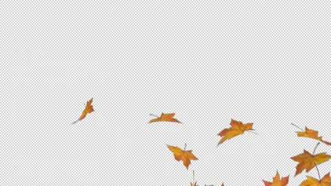 Autumn Leaves HD Stock Footage 165226563