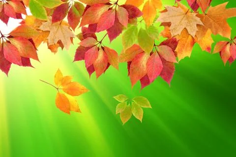 Autumn leaves Stock Illustration