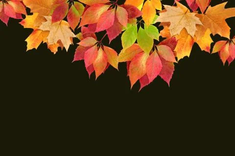 Autumn leaves Stock Illustration