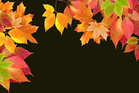 Autumn leaves Stock Illustration