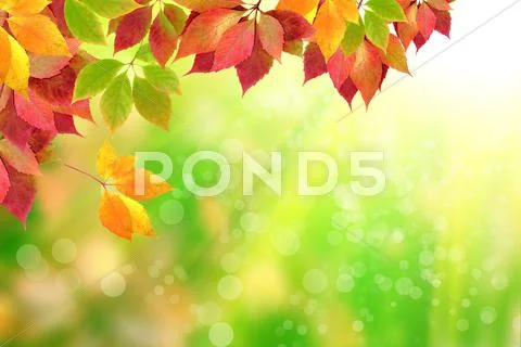 Autumn leaves Stock Illustration