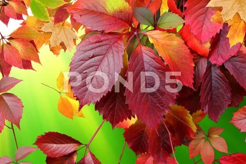 Autumn leaves Stock Illustration