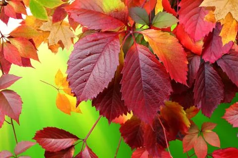 Autumn leaves Stock Illustration