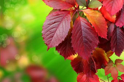 Autumn leaves Stock Illustration