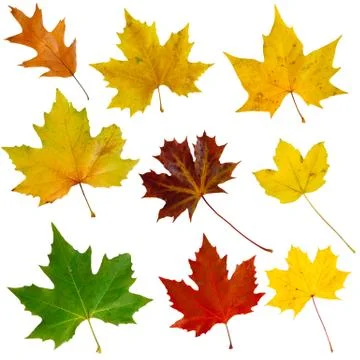 Autumn leaves Stock Illustration