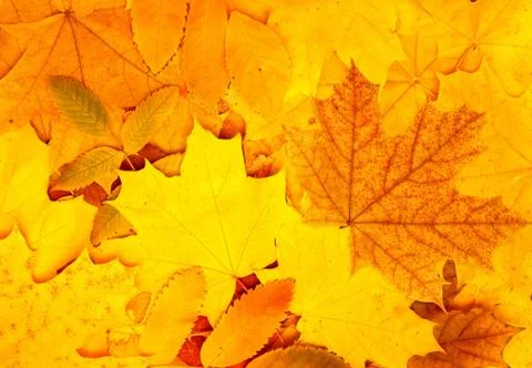 Autumn leaves Stock Illustration