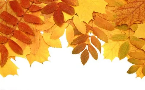 Autumn leaves Stock Illustration